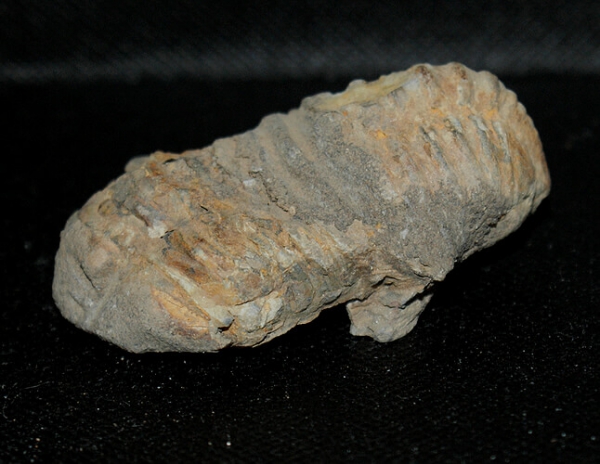 Trilobit Calymene